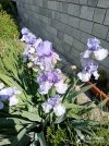 IMG_20250511_103135.jpg