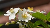 DSC_2536.JPG