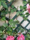 rose2.jpeg
