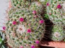 Mammillaria bombycina.jpg