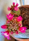 Mammillaria.jpg