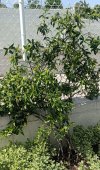 IMG-20250518-WA0017.jpg