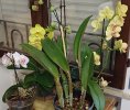 Cattleya.jpg Cattleya.jpg