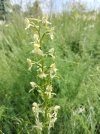 P. chlorantha 1.jpg