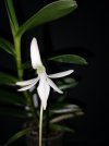 Jumellea arborescens 2.jpg