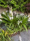 IMG_9111.jpeg