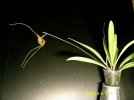 masdevallia reginae - Copia.JPG
