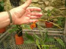 masdevallia reginae 3 - Copia.JPG
