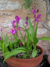 bletilla.JPG