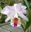 cattleya mendellii.JPG