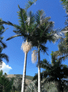 Archontophoenix-alexandrae.gif