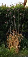 Allium-Summer-drummer-2025.jpg