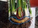 sansevieria rizoma.jpg sansevieria rizoma.jpg