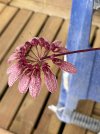 IMG_9193.jpeg