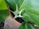 jaborosa integrifolia.JPG