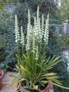 SPIRANTHES CHADD'S FORD.JPG