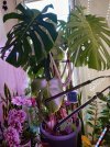 monstera.jpg monstera.jpg