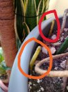 monstera radici aeree..JPG monstera radici aeree..JPG