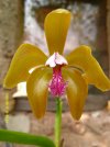 cattleya porphyroglossa.JPG