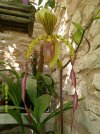 paphiopedilum haynaldianum x m koopowitz 2.JPG