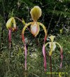 paphiopedilum haynaldianum x m koopowitz 3.JPG
