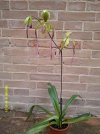 paphiopedilum haynaldianum x m koopowitz.JPG