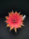 Echin. arancione 1.jpg