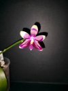 Phal. Miki Rose Vincent.jpg