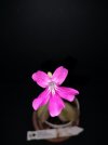 Ping. hemiepiphytica 1.jpg