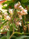 epipactis palustris 2.JPG