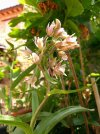 epipactis palustris.JPG