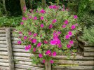 DSCF0993.JPG
