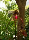 paphiopedilum wossner black wing 3.JPG
