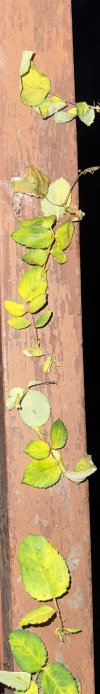 IMG_5271.jpeg