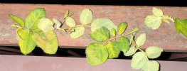 IMG_5268.jpeg