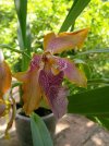 odontoglossum wiattianum 3.JPG