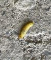 IMG_0104.jpeg
