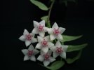 Hoya bella.jpg