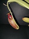 N. spathulata x aristolochioides BE-4077.jpg