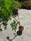 IMG_9293.jpeg