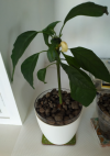 avocado2.png