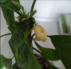 avocado1.png