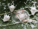 neodrino vs metcalfa con didascaliapg.jpg