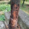 corteccia staccata_foto ridotta.jpg