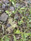 Pinguicula alpina 1.jpg