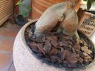 m_FICUS GINSENG 1  20250708_142810 (3).jpg