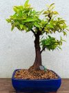 2025-4 MANDARANCIO 3.jpg