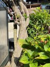 IMG_9375.jpeg