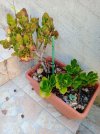 kalanchoe vaso.jpg