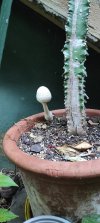 IMG_20250715_201000_resize_53.jpg